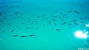 マラガ港で見た魚の群れ