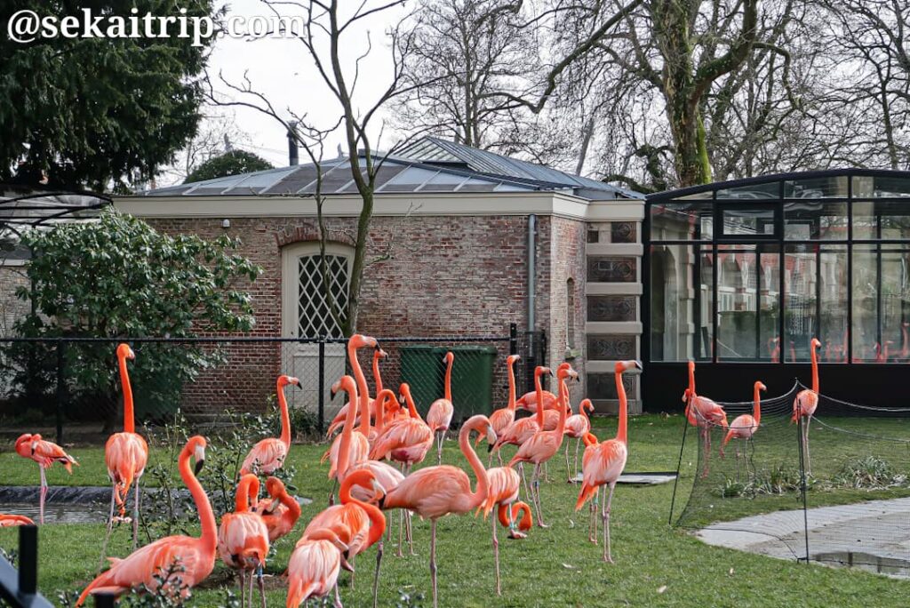 アントワープ動物園（ZOO Antwerpen）のフラミンゴ